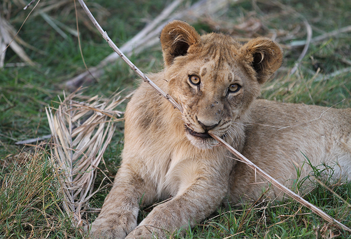 Chewy the Lion